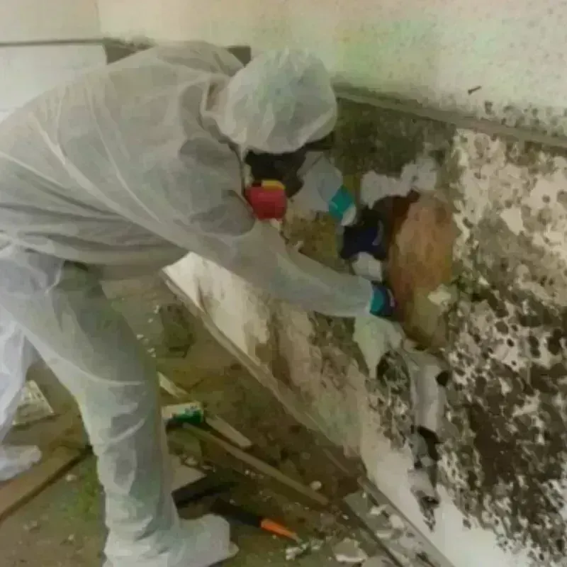 Mold Remediation and Removal in Bedford, TX